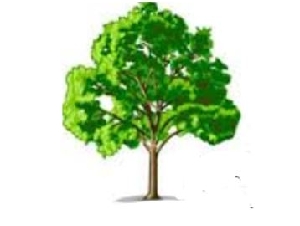Budget Tree & Stump Removal